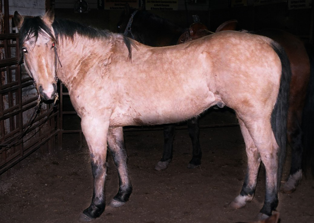 Buckskin For Sale