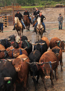Herding Cattle