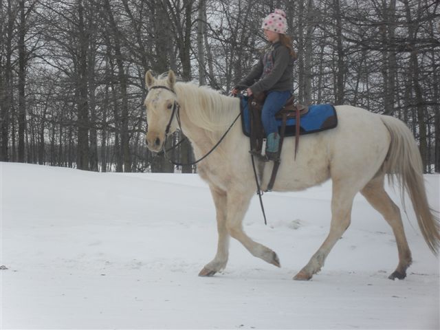 Grade Palomino