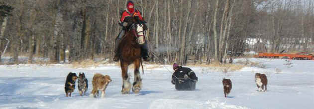 Draft Horse